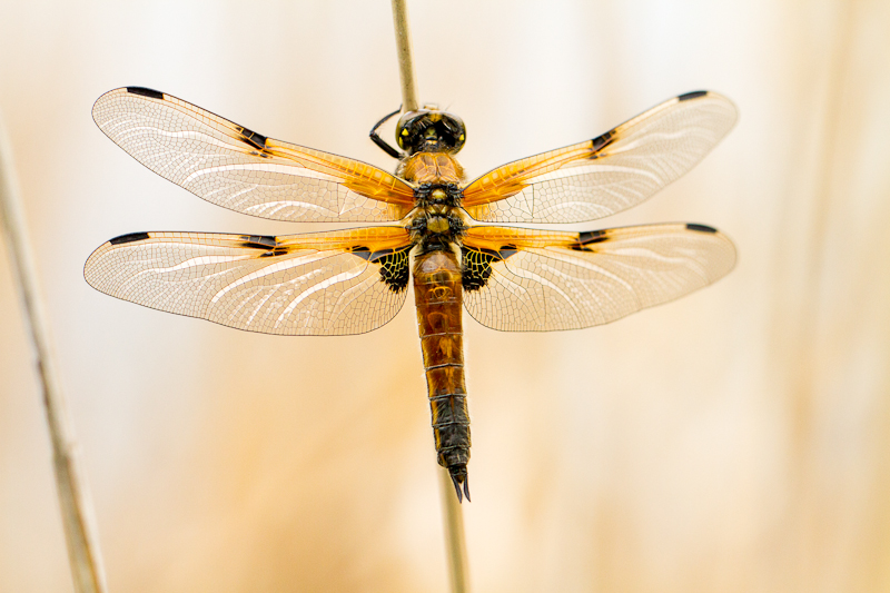 Libellule Déprimée - Marais de Montfort