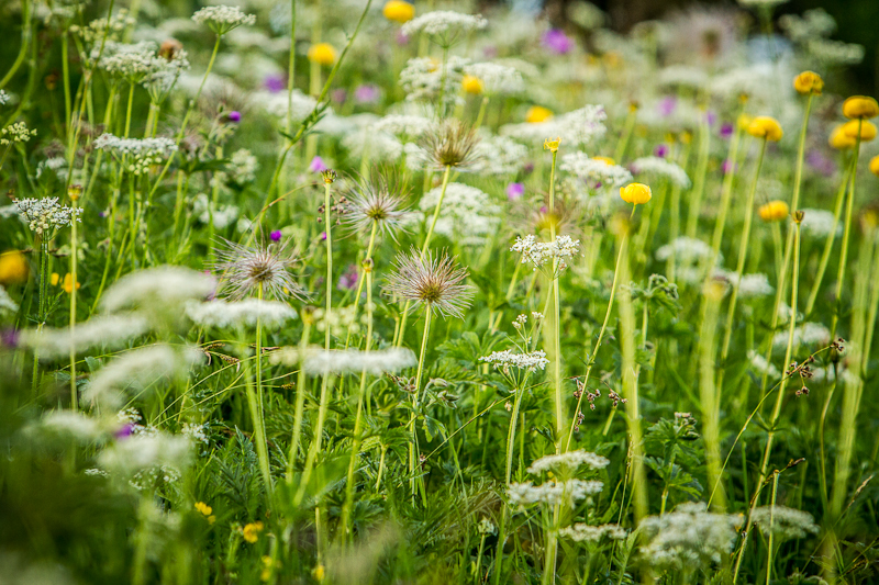 Fleurs de Charmant Som