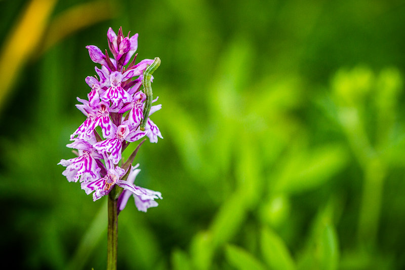 Orchidée de Charmant Som