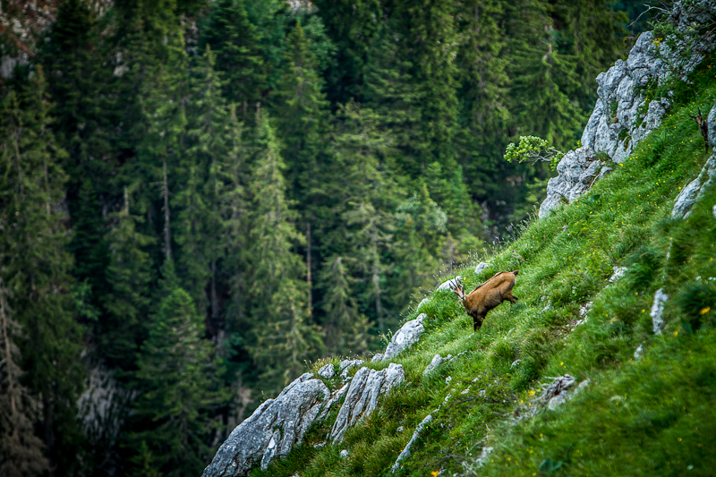 Chamois de Charmant Som