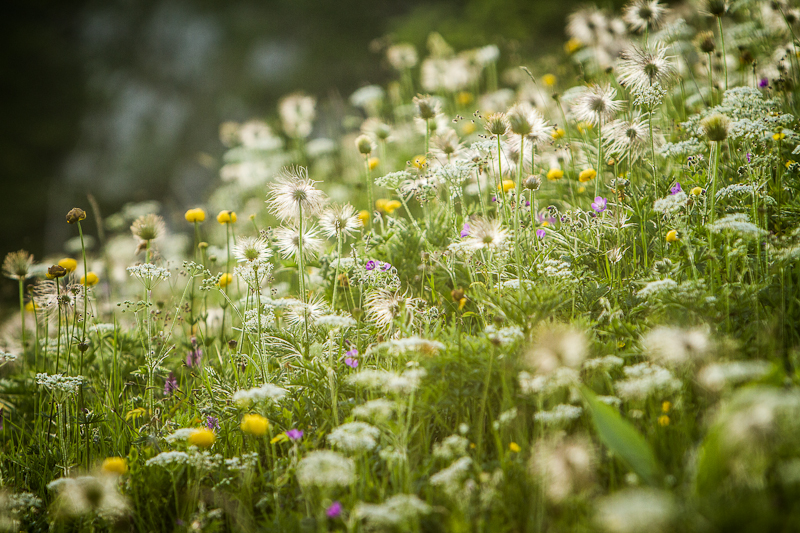 Fleurs de Charmant Som