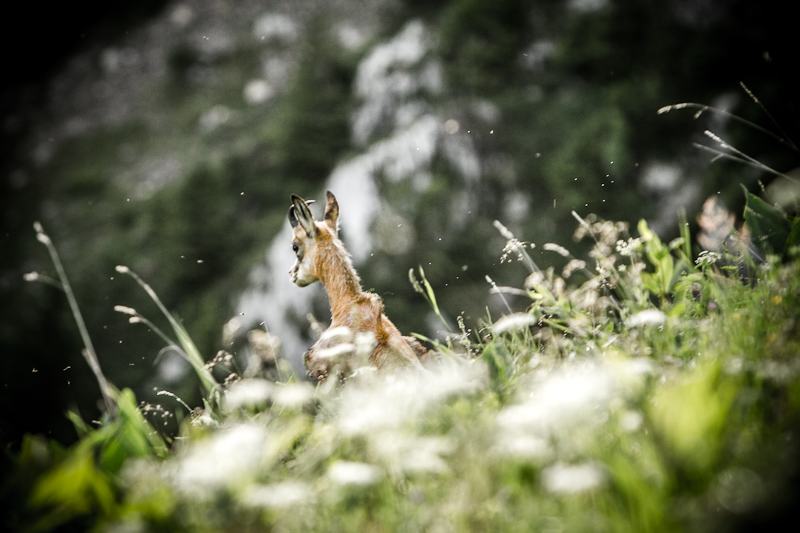 Chamois de Charmant Som