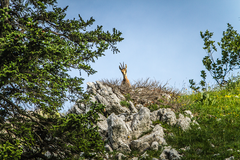 Chamois de Charmant Som