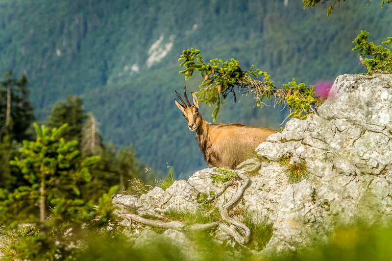 Chamois de Charmant Som