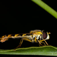 Syrphide