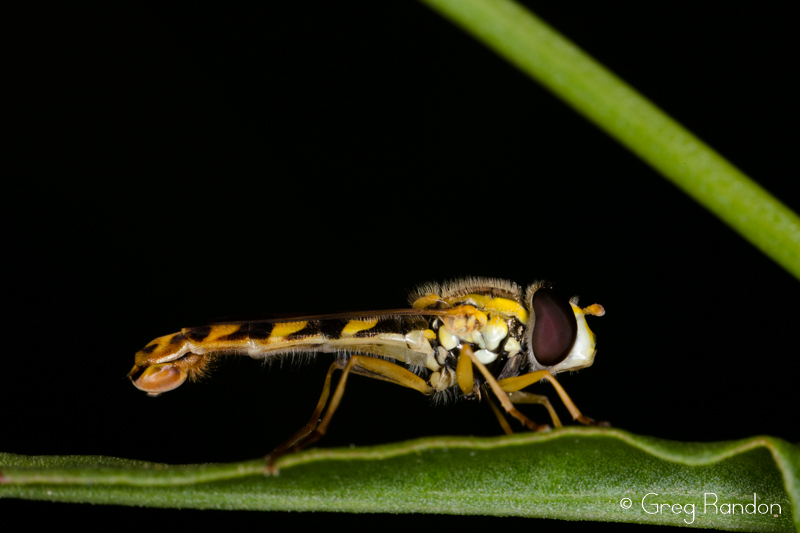 Syrphide