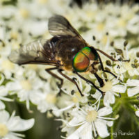 Tabanus Bovinus