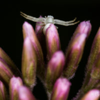 Araignee crabe juvenille