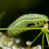 Chenille d'Euclidia Glyphica